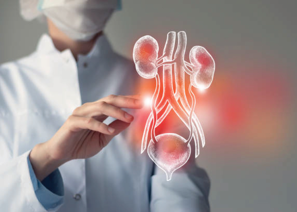 المسالك البولية