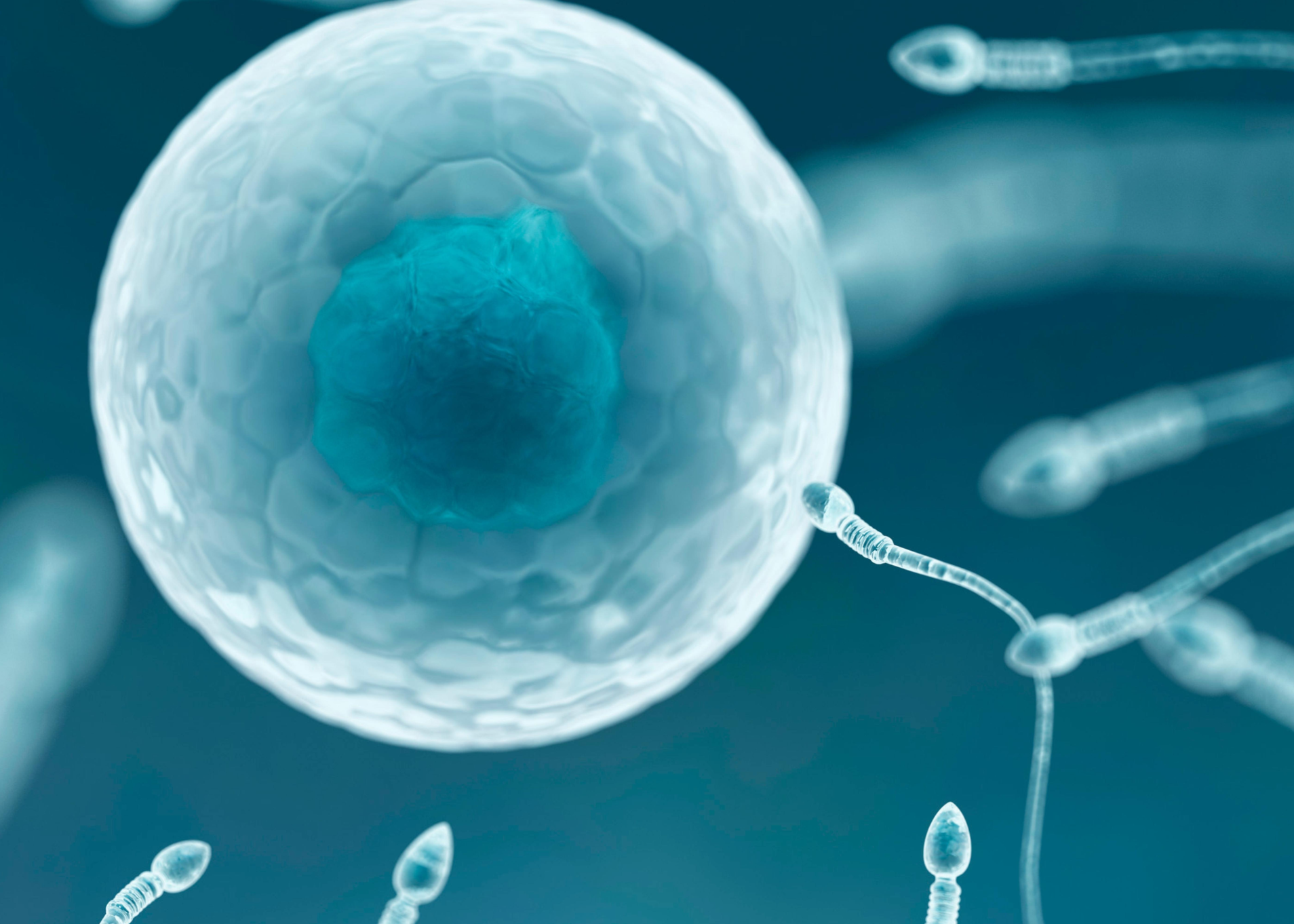 Embryo Freezing (Cryopreservation)