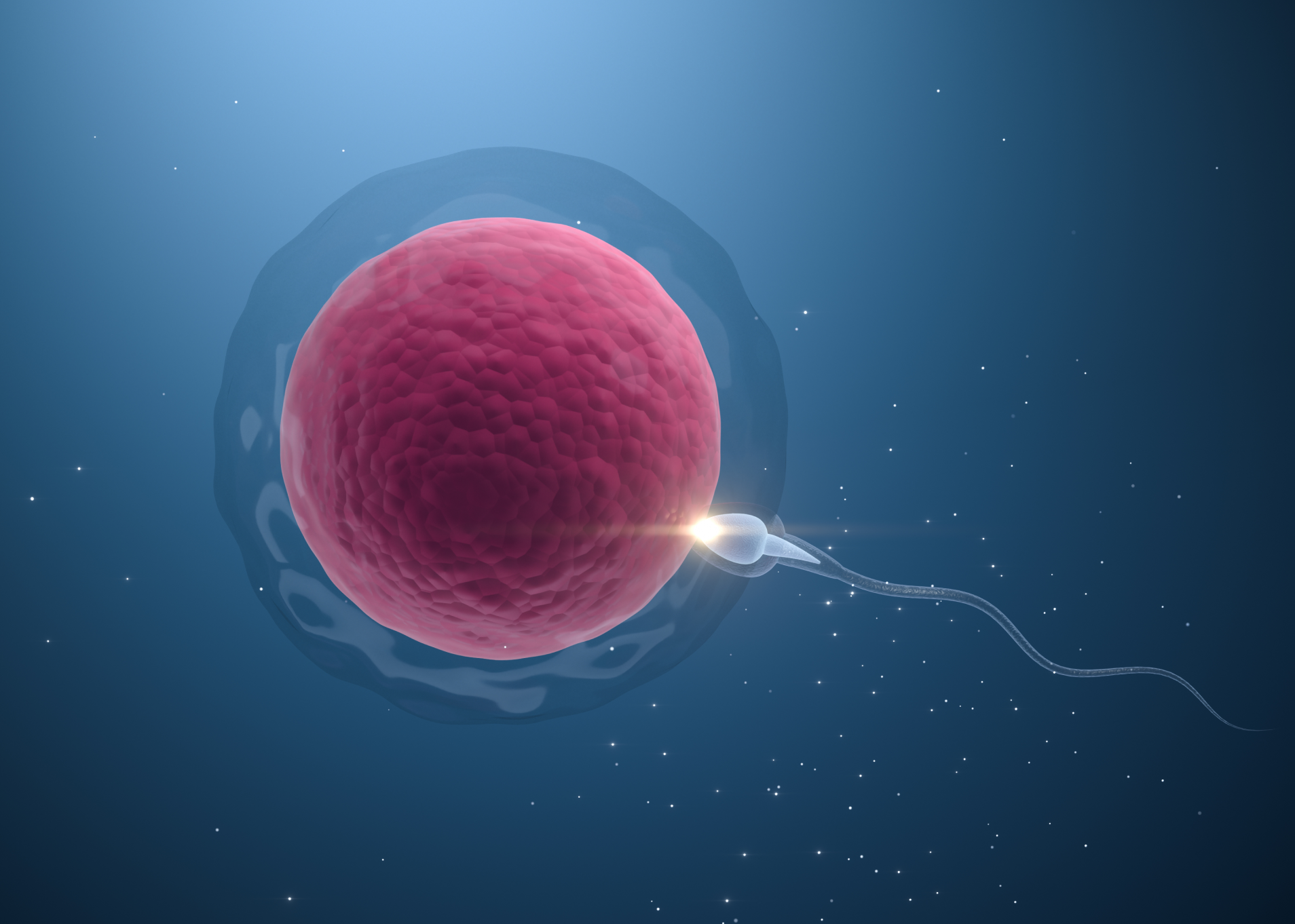 Intracytoplasmic Sperm Injection (ICSI) 