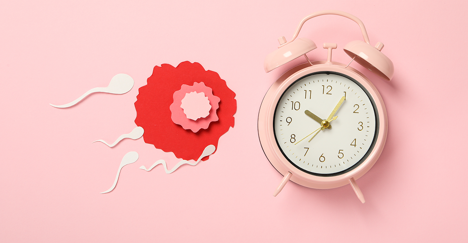 Ovulation Calculator