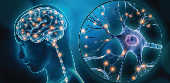 Technology of Vein Stents in the Brain